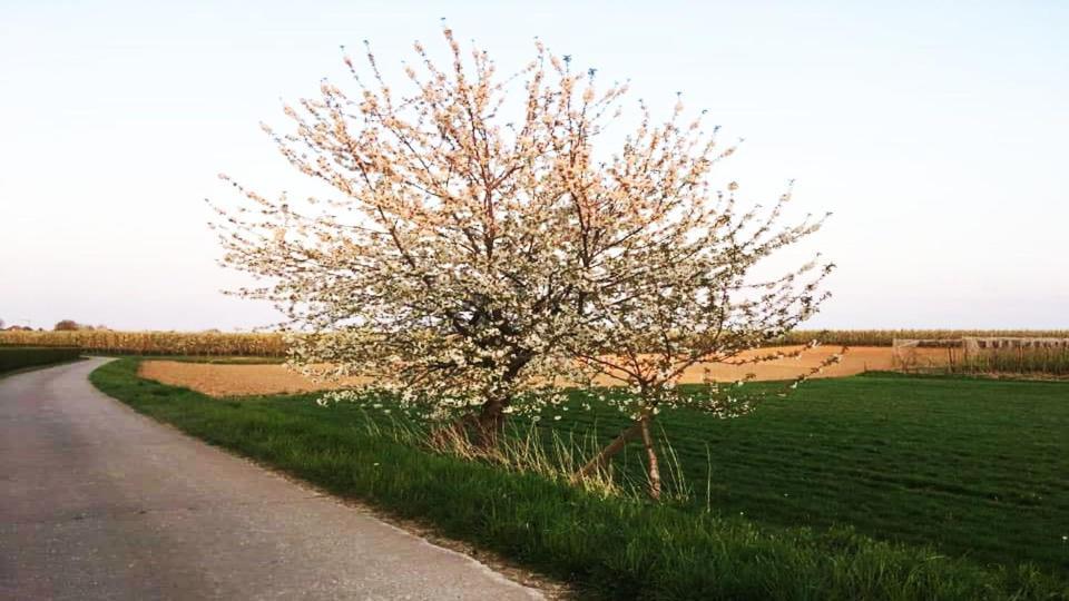 Vakantiewoning Henisdael Heers Exteriör bild